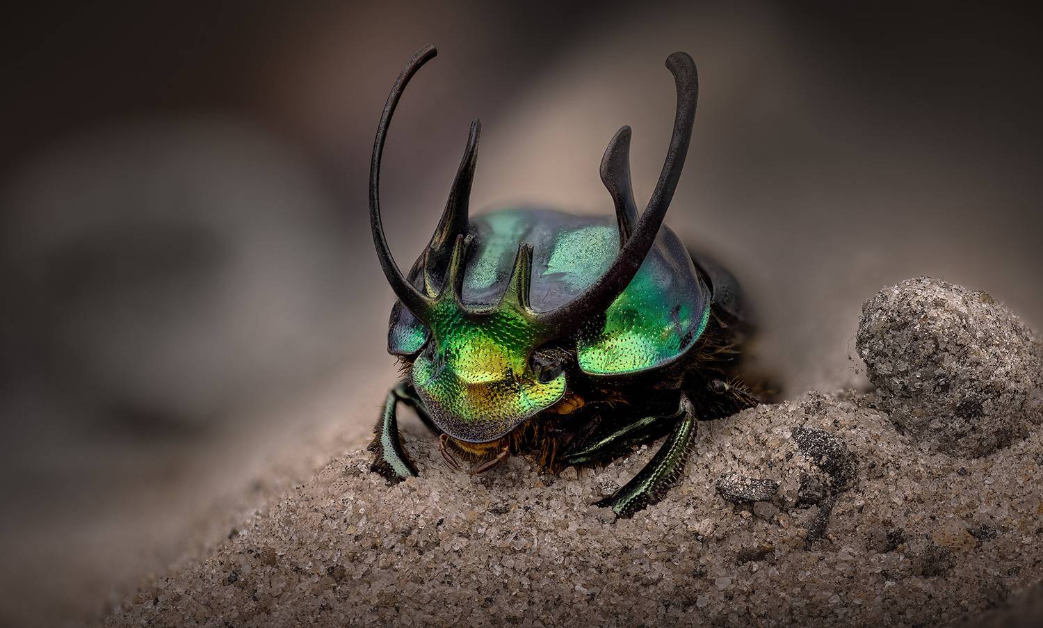 coleoptera, scarabaeidae, proagoderus sexcornutus, новозник, Kavaliauskas Eugenijus