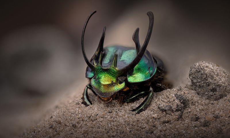 coleoptera, scarabaeidae, proagoderus sexcornutus, новозник Sexcornutus фото превью