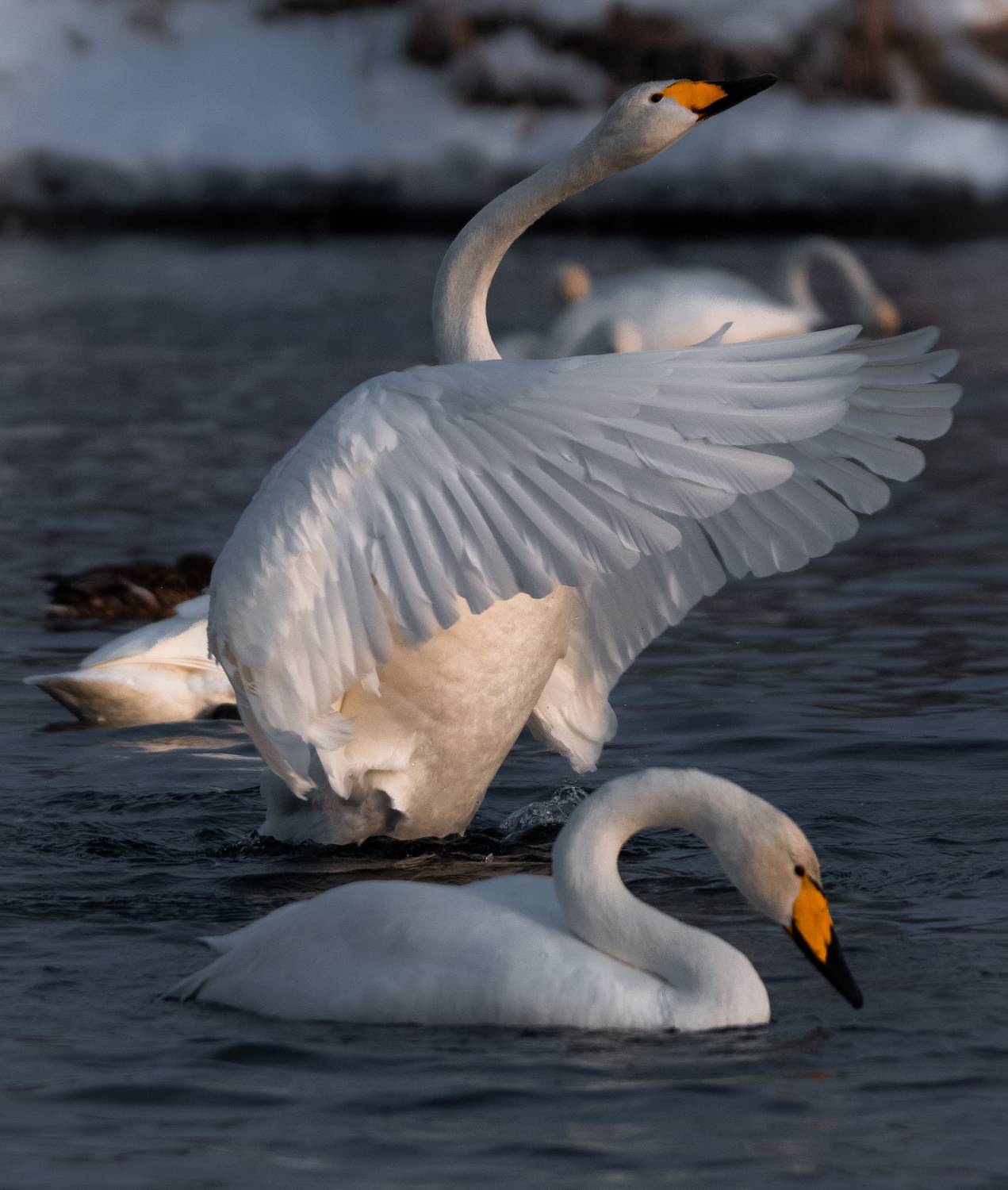 , Tatiana Meshcheryakova