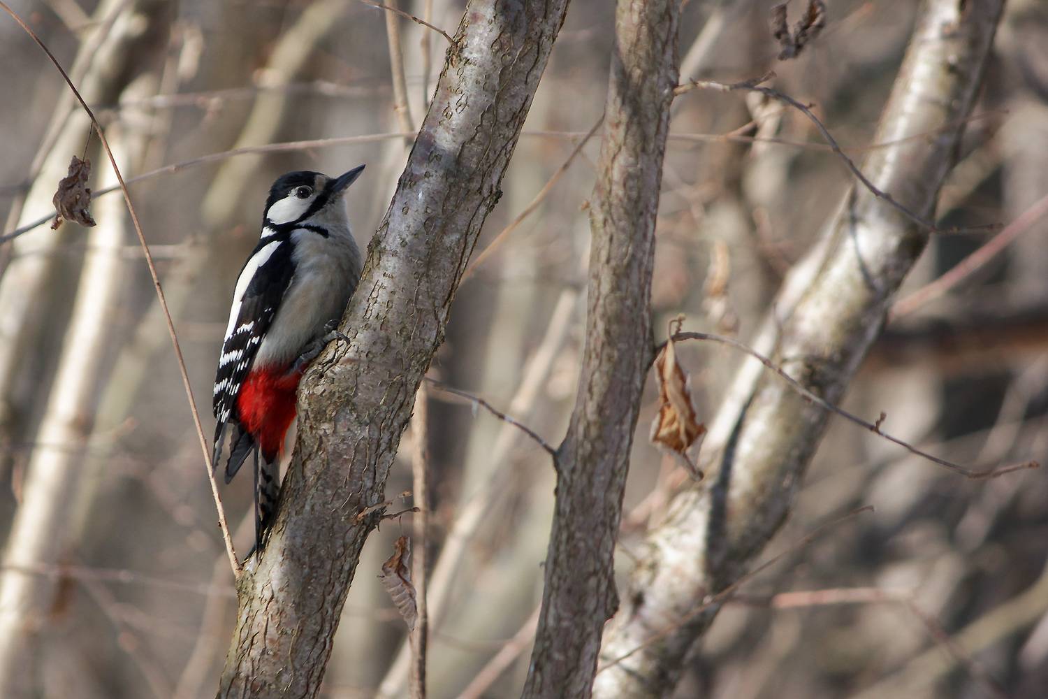 большой пёстрый дятел, пёстрый дятел, dendrocopos major, КарОл