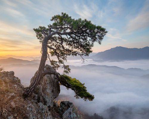Sungbulsan Pine