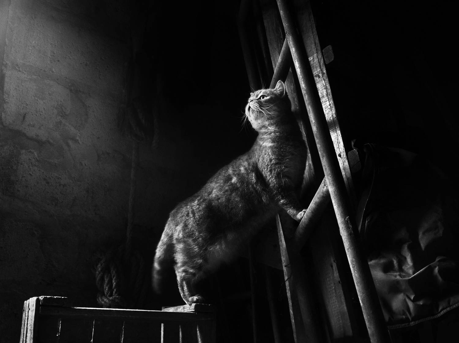 кот,  чёрно-белое, настроение, деревня, Буглак Инна