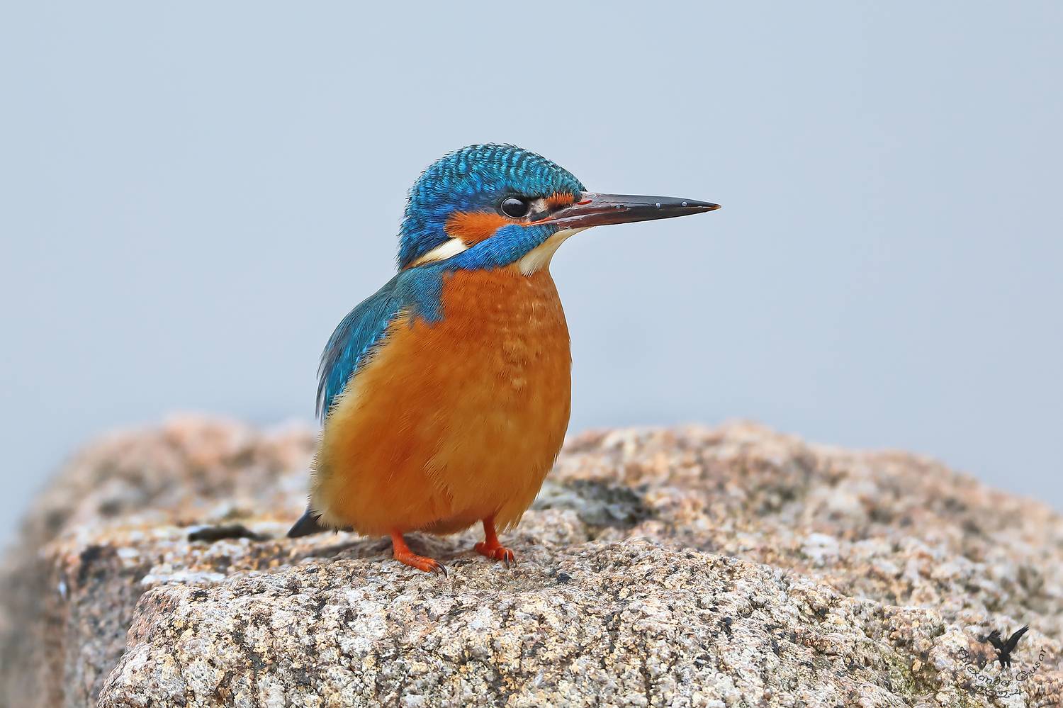 зимородок, Гусар Александр