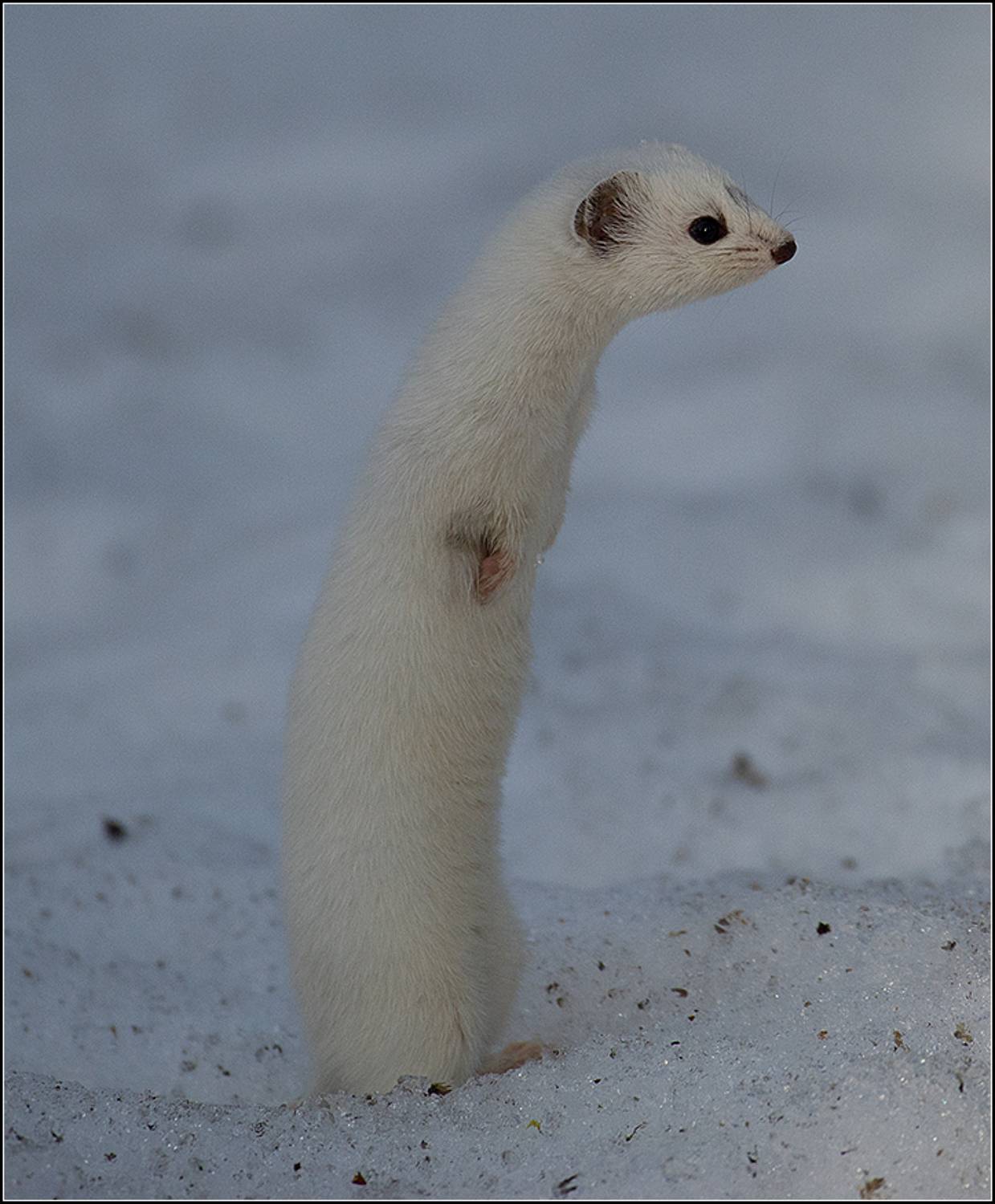 москва, март, парк, ласка, АНАТОЛИЙ ДОВЫДЕНКО