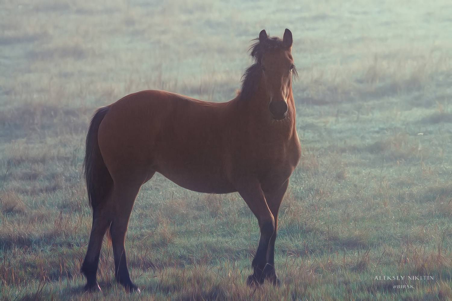, Алексей Никитин