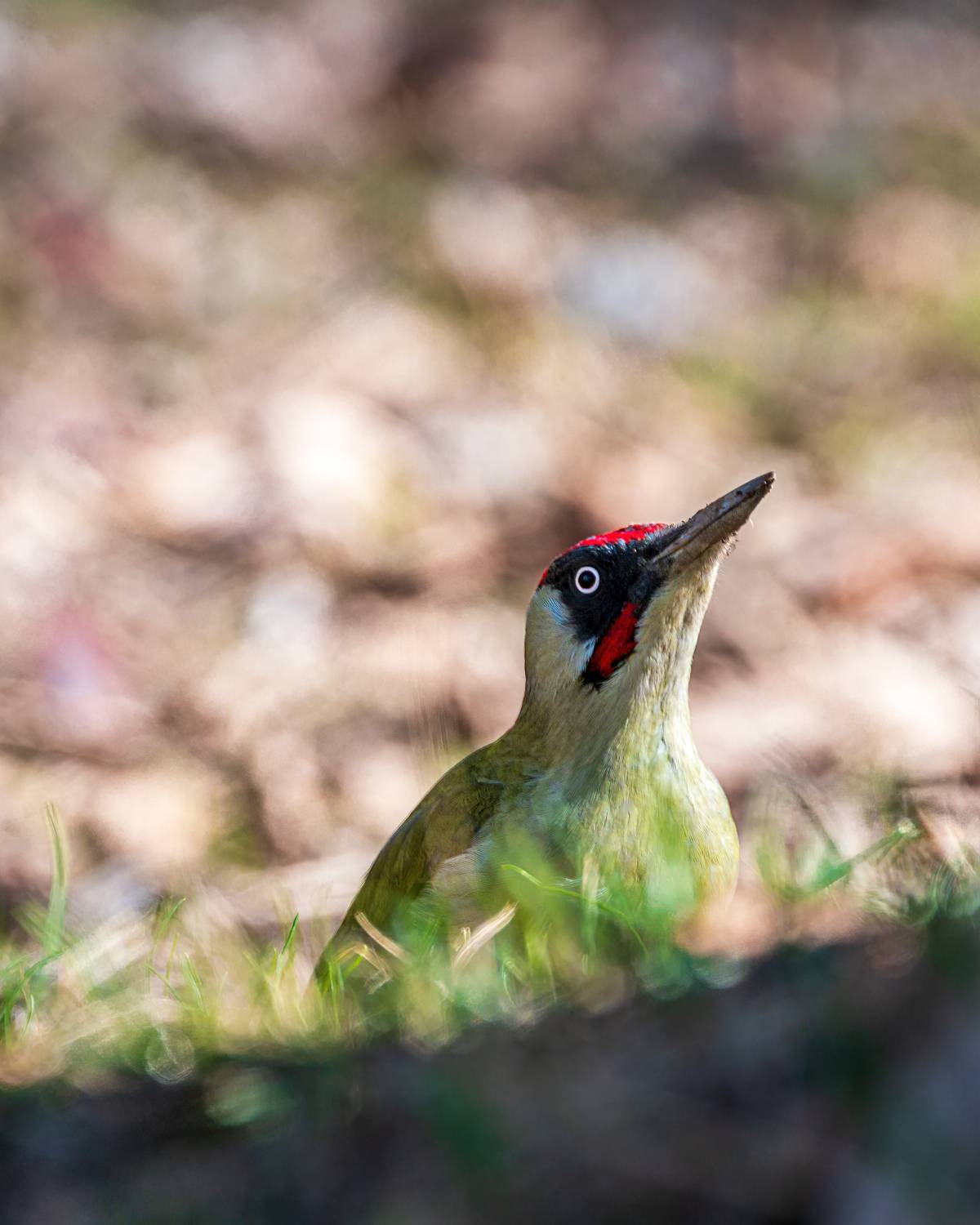 зеленый дятел, Алексей Рыльский