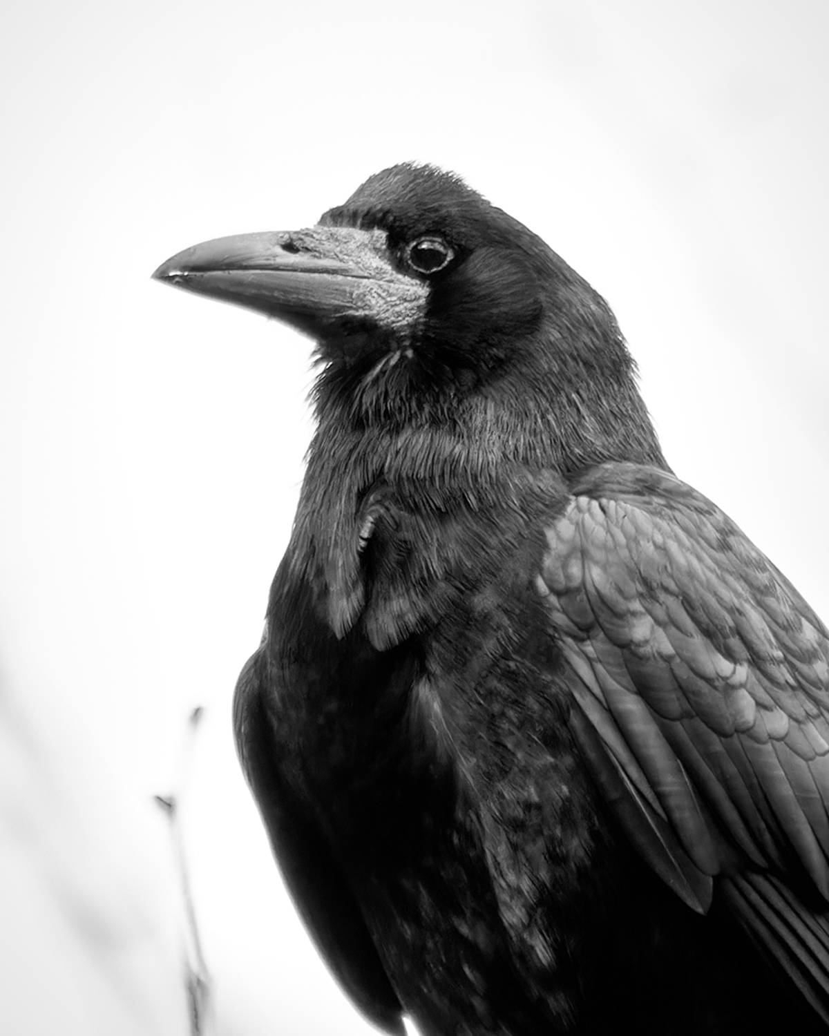 птица, грач, bird, rook, Хилько Марина