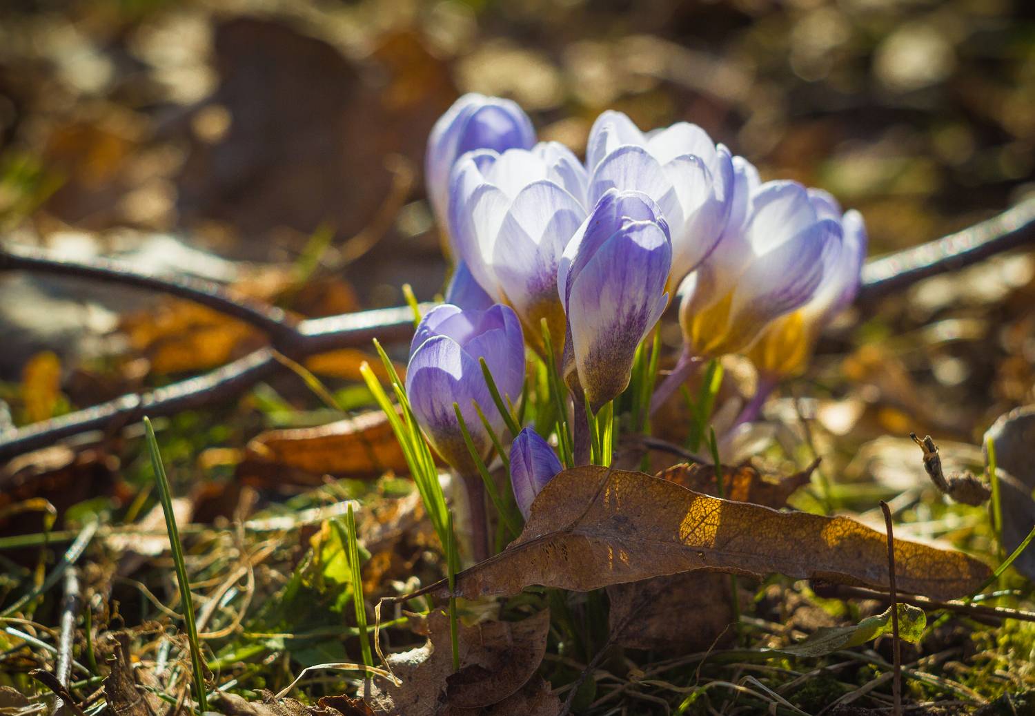 , Хвойнова Елена