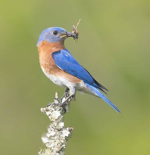 Eastern Bluebird, male -Восточная сиалия, самец