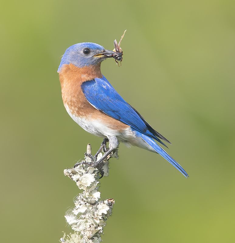 восточная сиалия, eastern bluebird, bluebird Eastern Bluebird, male -Восточная сиалия, самец фото превью