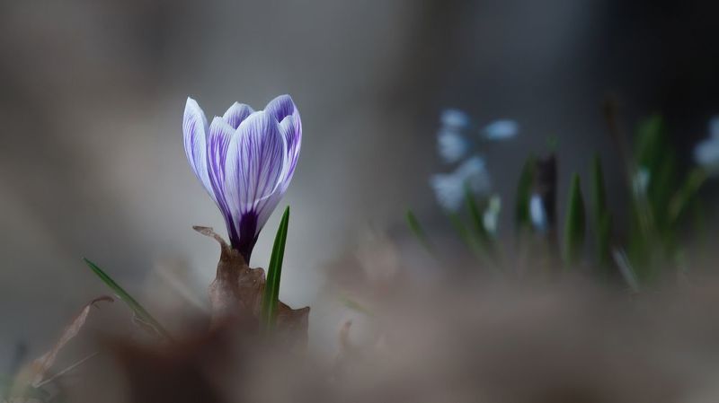 Крокус фото превью