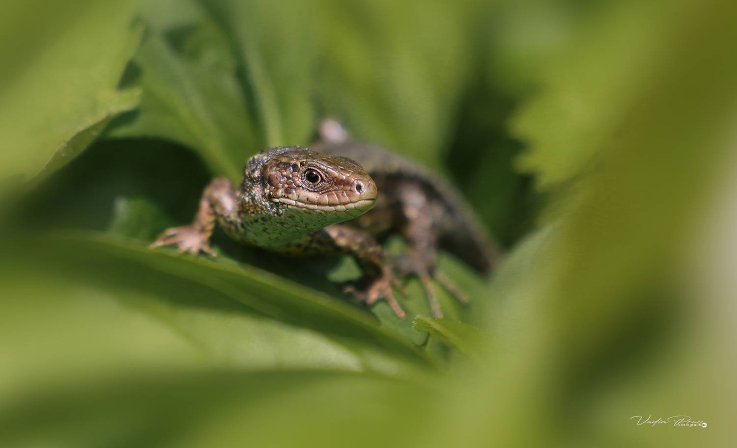 ящерица, животные, лето, пресмыкающиеся, Калининградская область, фотография, позитив, lizard, animals, summer, reptiles, Kaliningrad region, photography, positive, Vadim Svirin