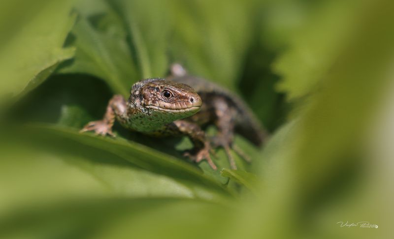 ящерица, животные, лето, пресмыкающиеся, Калининградская область, фотография, позитив, lizard, animals, summer, reptiles, Kaliningrad region, photography, positive Ящерица. фото превью
