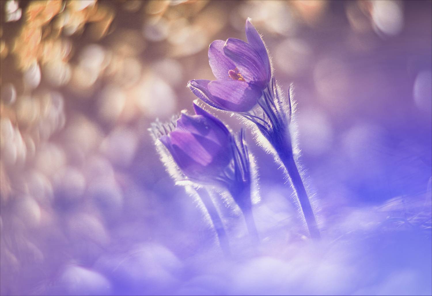 , Богорянов Алексей