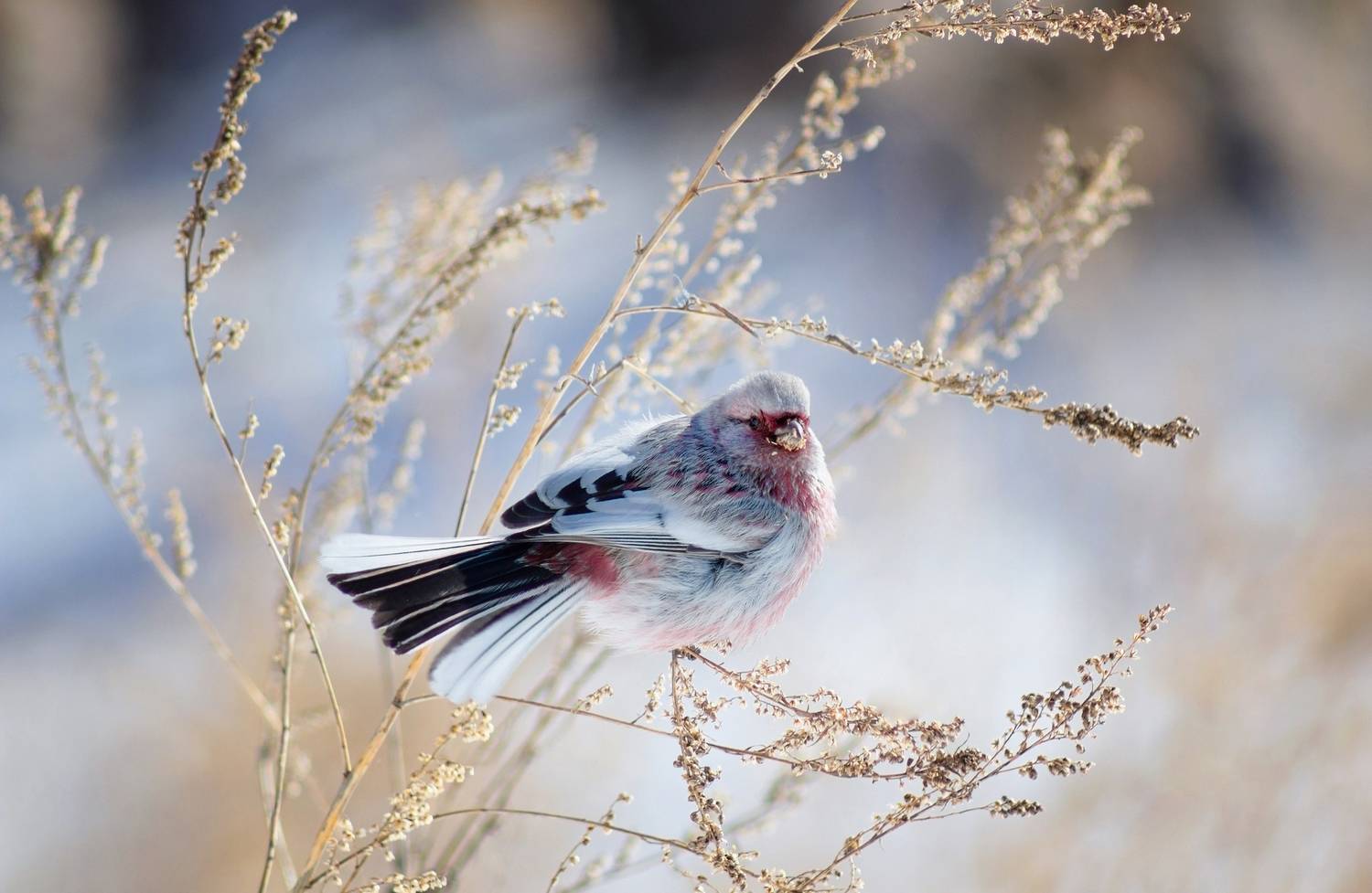 урагус, Александр Канцур