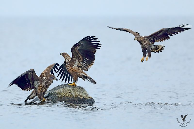 Третьим буду. фото превью