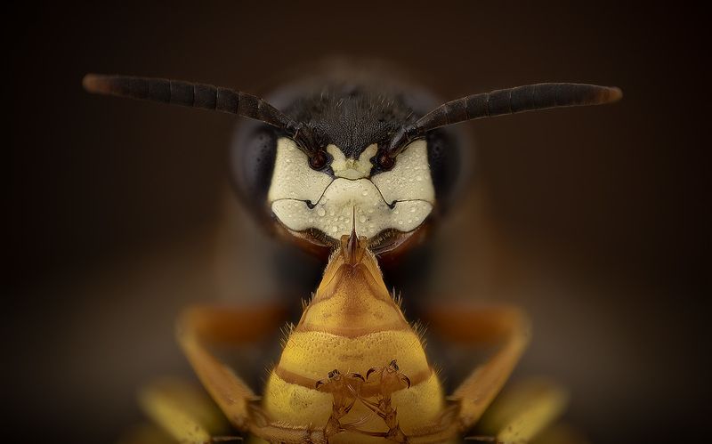philanthus triangulum, пчелиный волк Вакцинатор фото превью