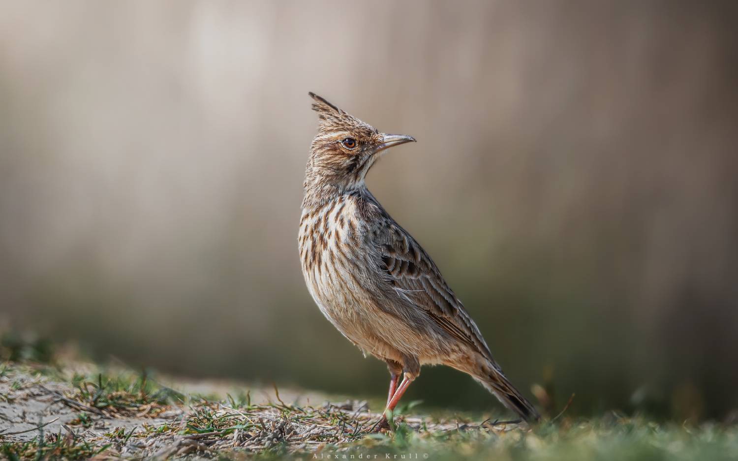 жаворонок, хохлатый жаворонок, galerida cristata, Круль Александр