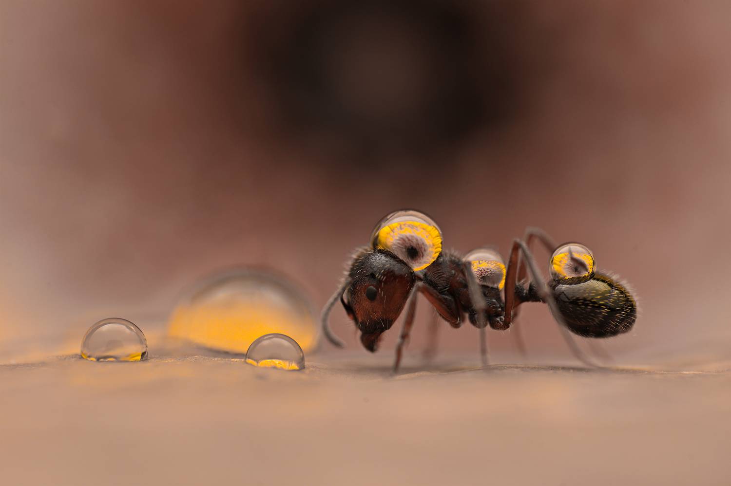 ceclii, macro, Цветан Ганев