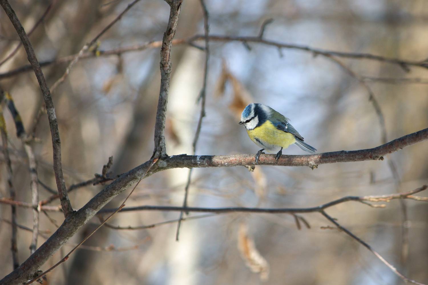 обыкновенная лазоревка, зелёная лазоревка, лазоревка, синяя синица, cyanistes caeruleus, КарОл