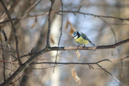 Лазоревка (Cyanistes caeruleus)