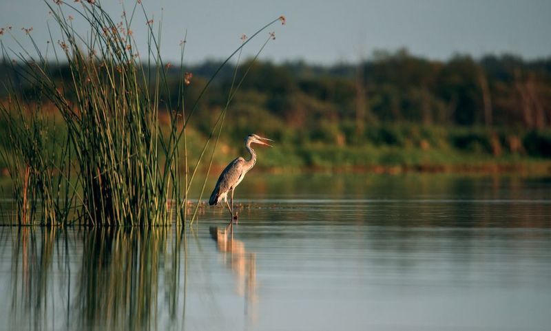 Цапля: Как прекрасен этот искробольский закат! фото превью