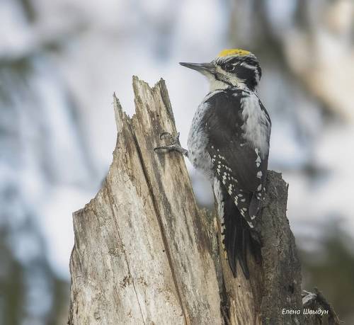 Three toed woodpecker