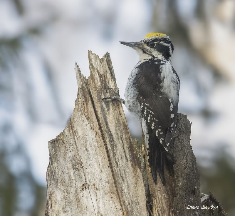 bird of prey, animal, birds, bird, animal wildlife, nature, animals in the wild, woodpwcker, three toed woodpecker? дятлы, дятел, трёхпалый дятел, птицы, птица Three toed woodpecker фото превью