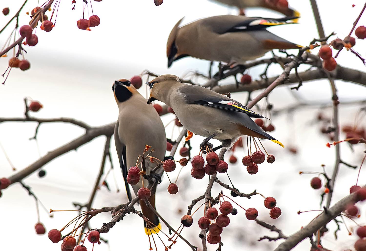 птицы, свиристели, весна, парк, Широких Александр