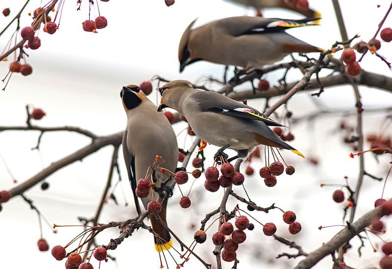 птицы, свиристели, весна, парк Спорщики фото превью