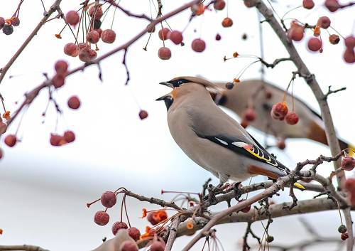 Пернатые обжоры