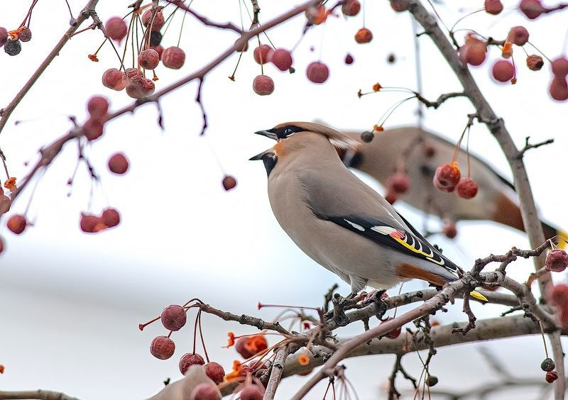 птицы, свиристели, парк, весна, кормёжка, обжоры Пернатые обжоры фото превью