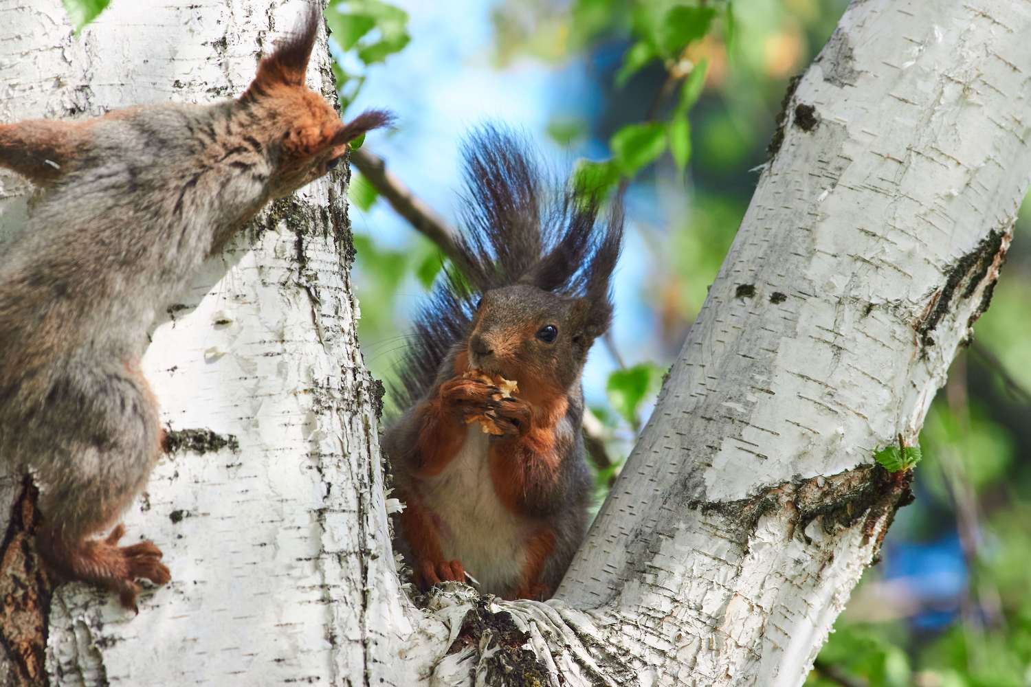Sciurus vulgaris, volgograd, russia, wildlife, , Павел Сторчилов