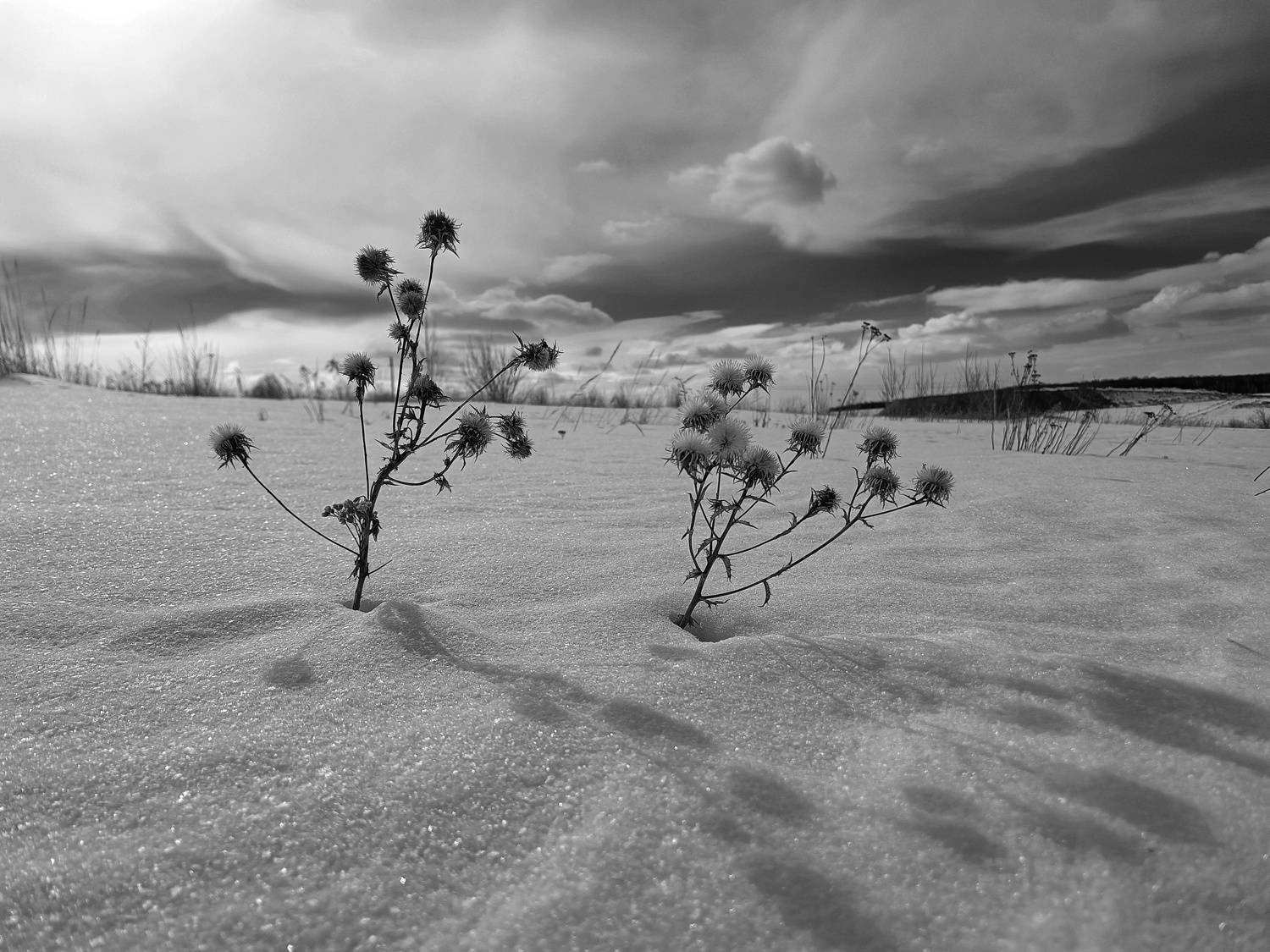 , Светлана Кондрашова