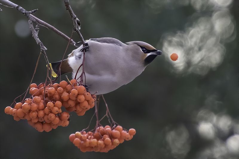 птица, ягода, свиристель \