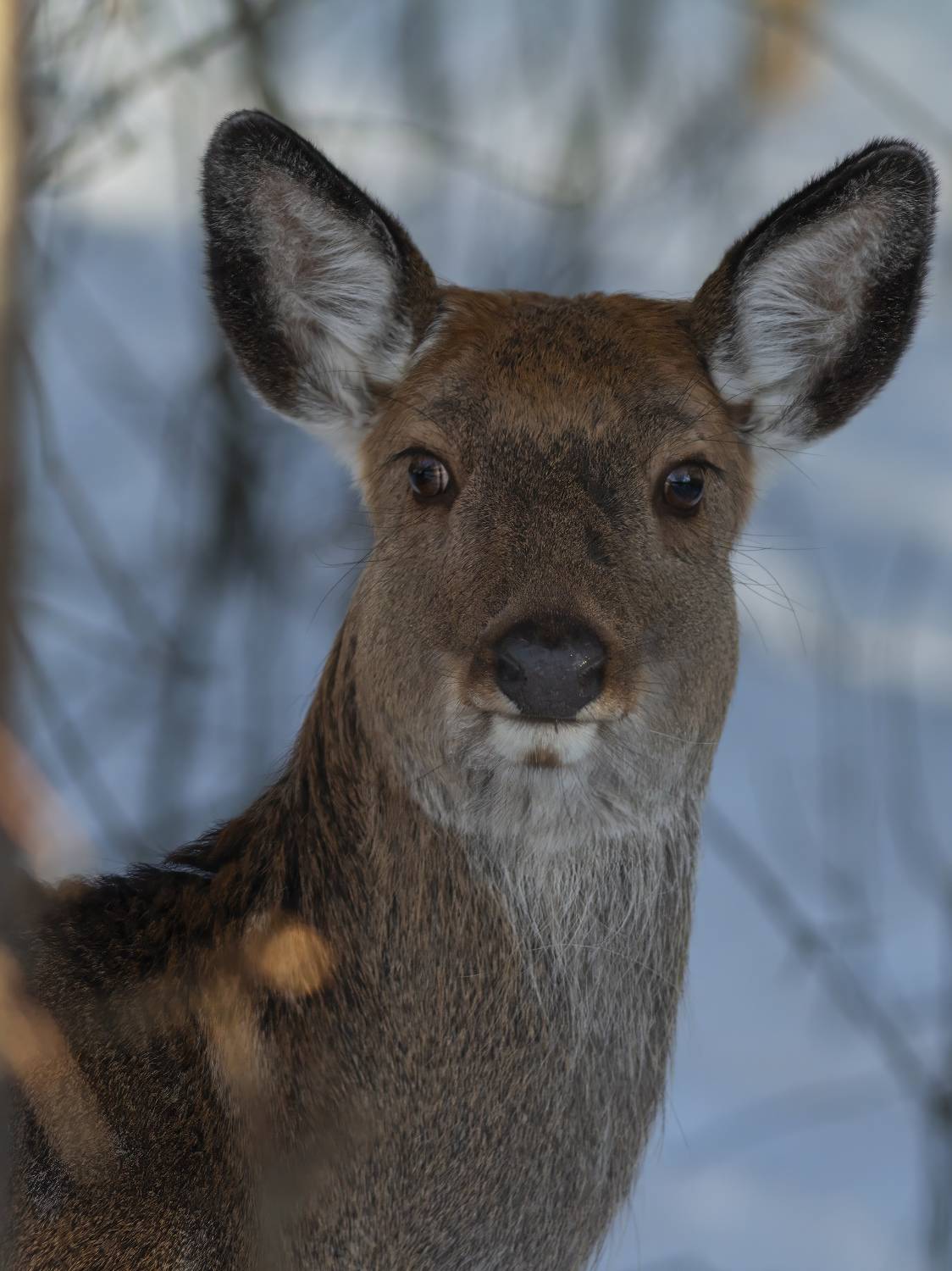 , Денис Пронин