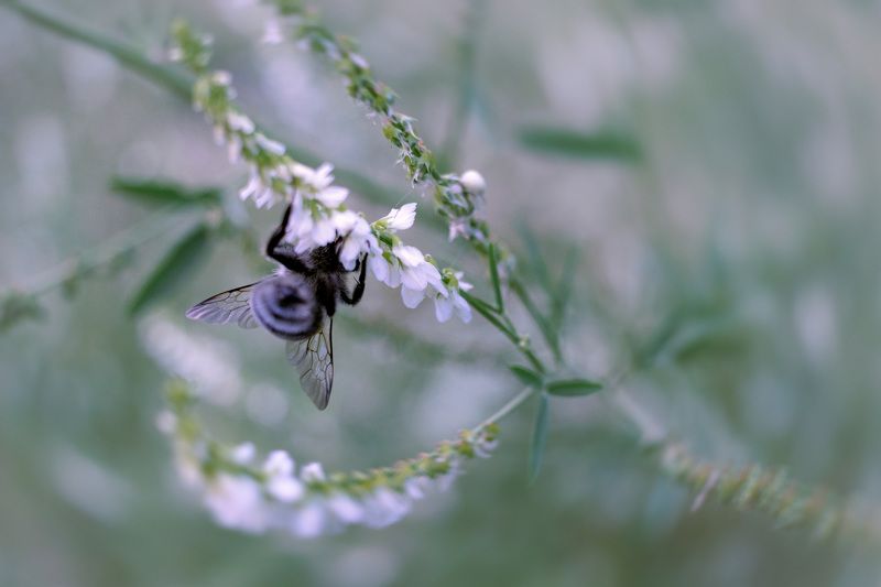 Лесной житель фото превью