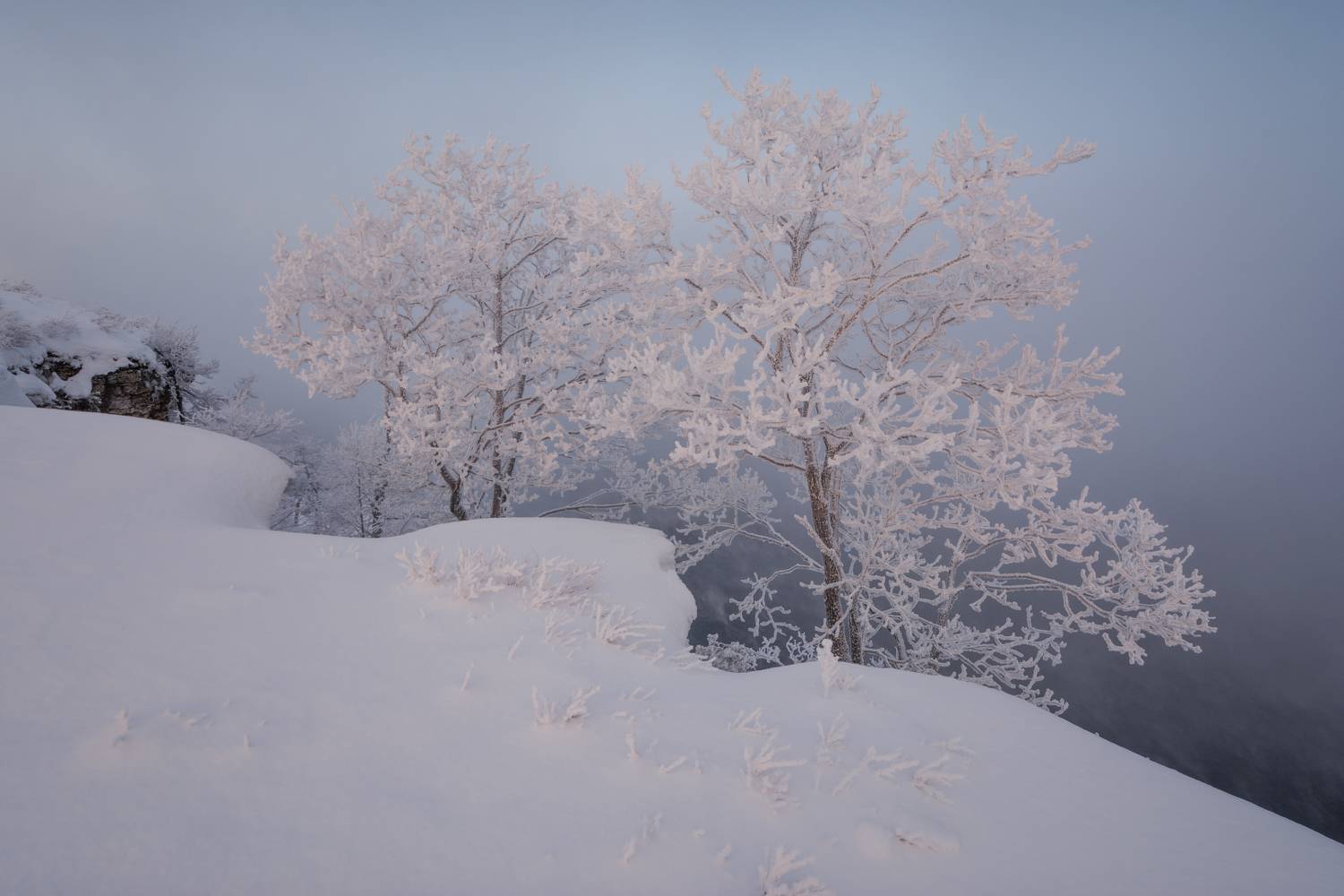 , Алексей Проняхин