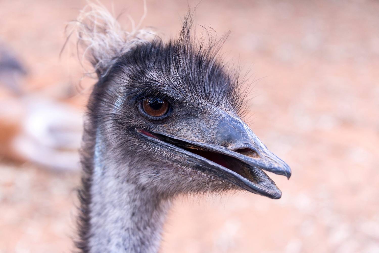 , Vladimir Bragilevsky