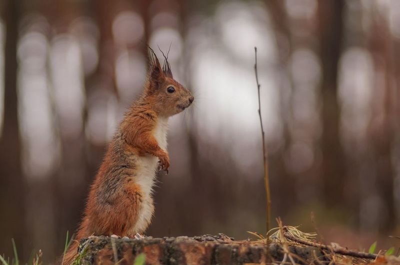 Сухая и мокрая фото превью