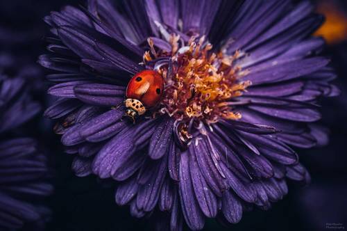 Ladybug