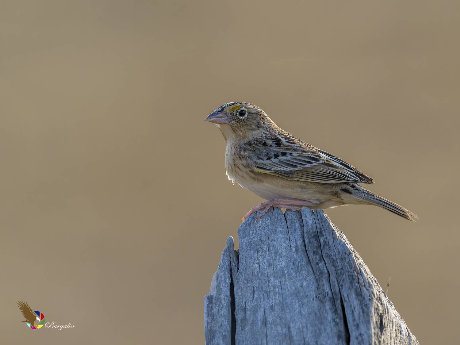 , Burgalin Sequeira Fernando