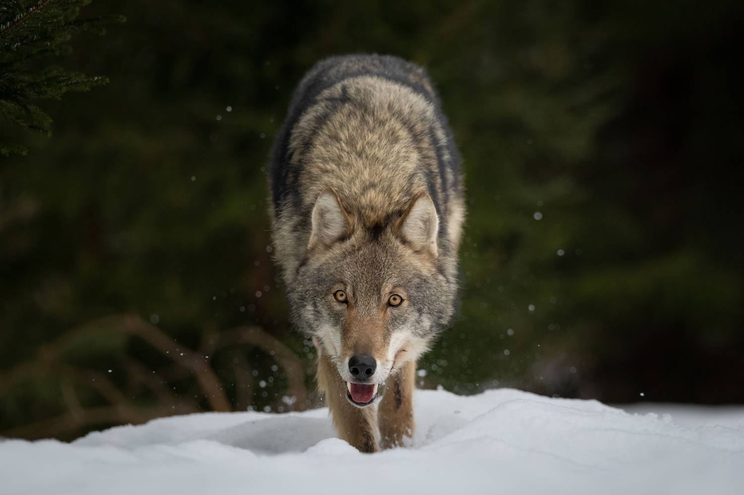 волк, хищник, зверь, лес, зима, дикий, Степанова Татьяна