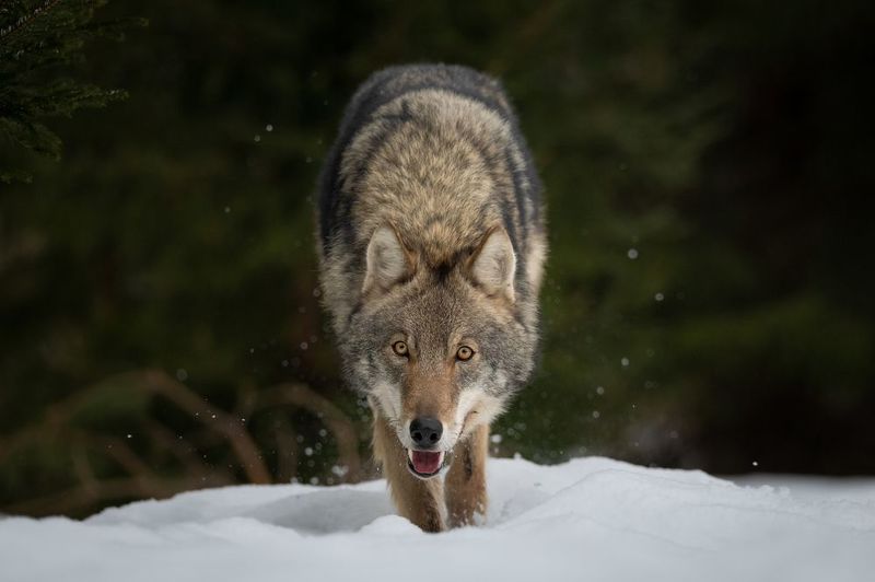 волк, хищник, зверь, лес, зима, дикий А сейчас я тебя съем фото превью