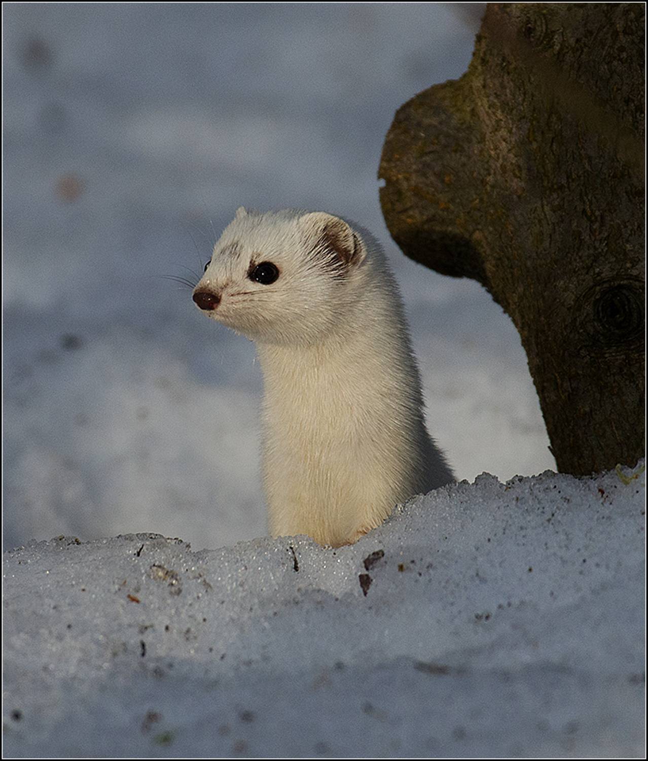москва, март, парк, ласка, АНАТОЛИЙ ДОВЫДЕНКО