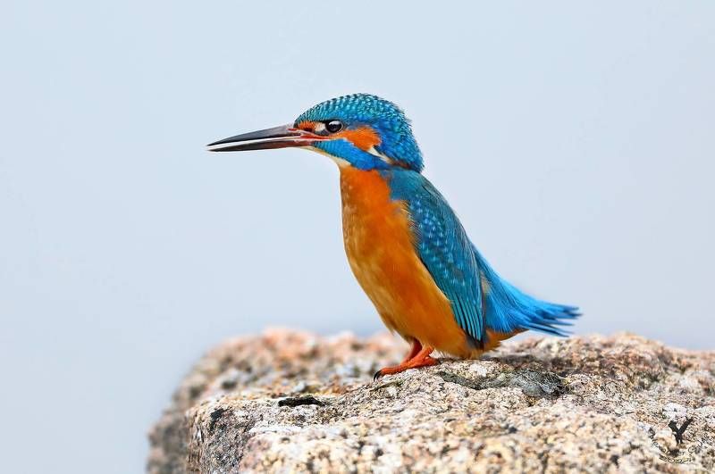 зимородок Равнение на середину. фото превью