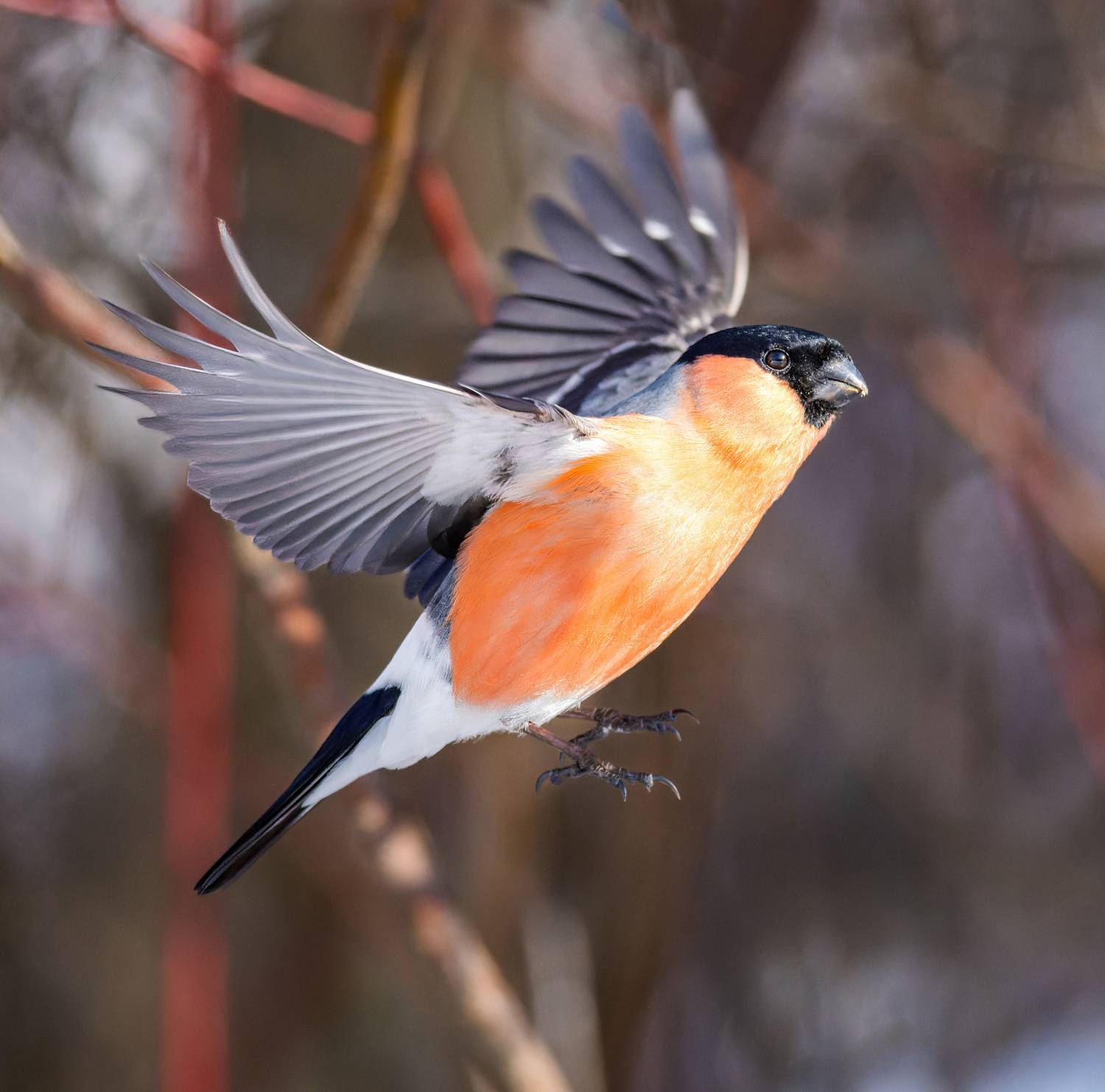 , Дэм Константин