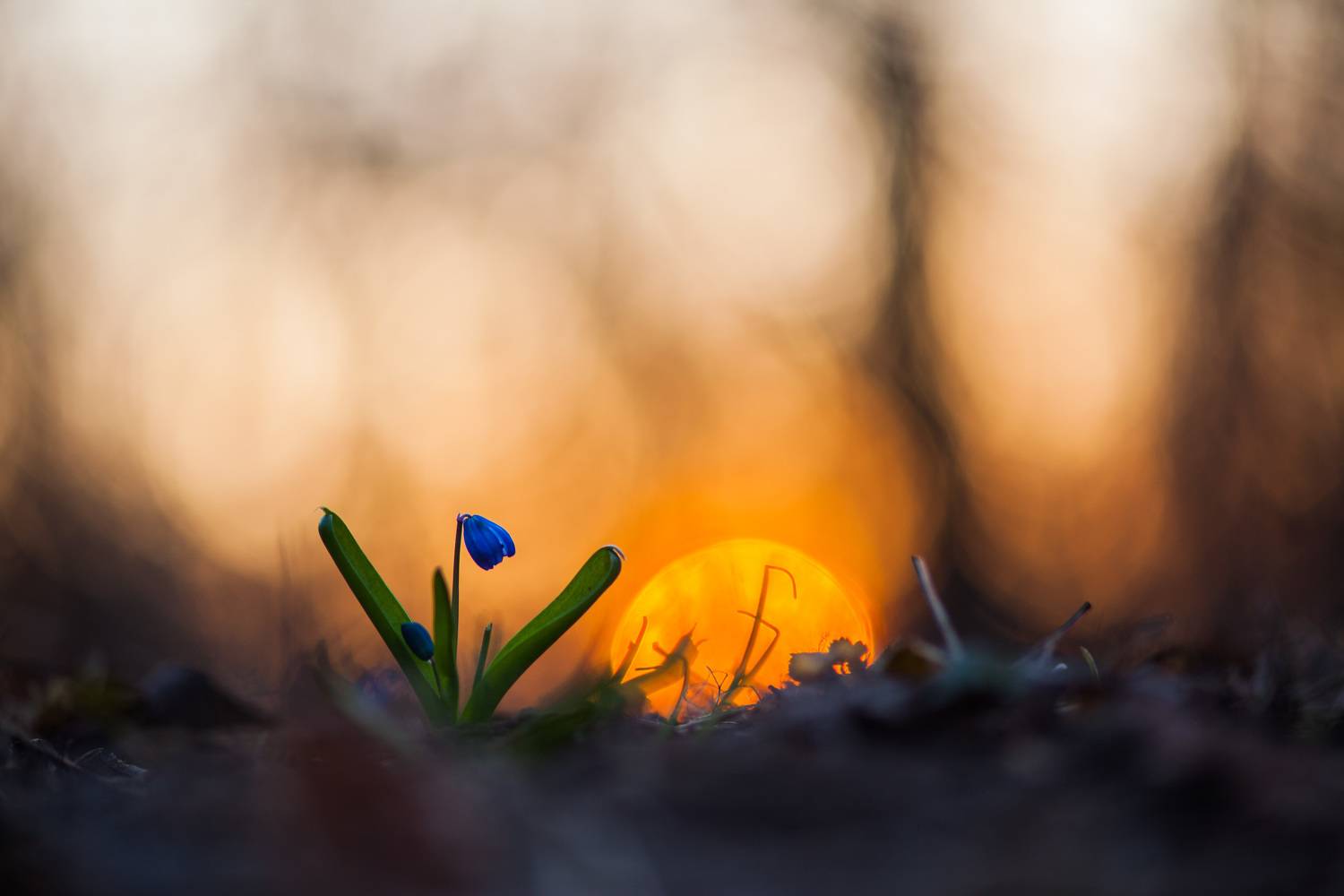 , Викулов Николай