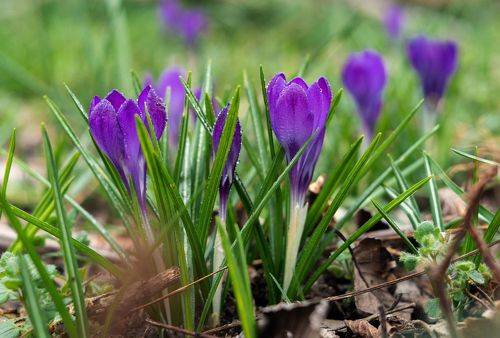 В царстве весенних крокусов.