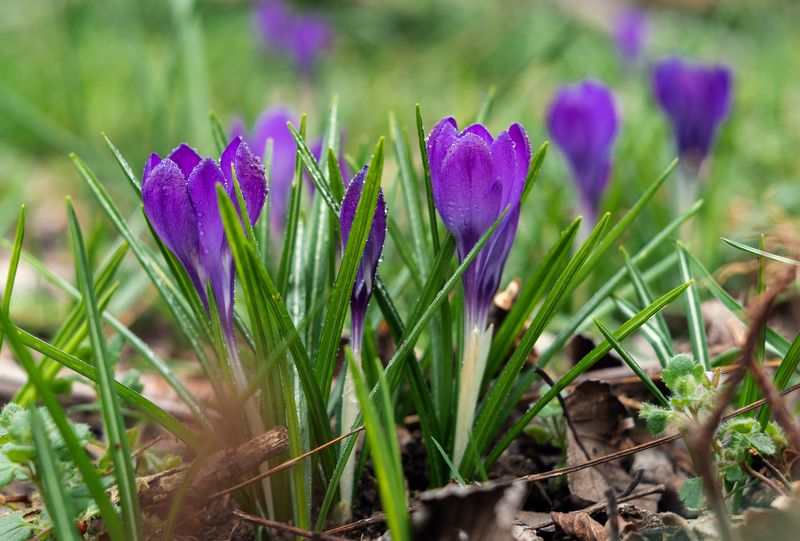 В царстве весенних крокусов. фото превью